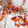 Tête de lit Arbre fruitier enneigé