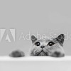 Tête de lit Chat curieux