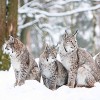 Tête de lit Lynx dans la neige